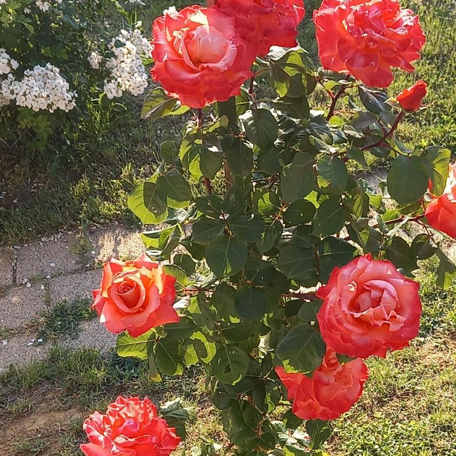 Fruskogorska Idila Apartmani Vrdnik Buitenkant foto