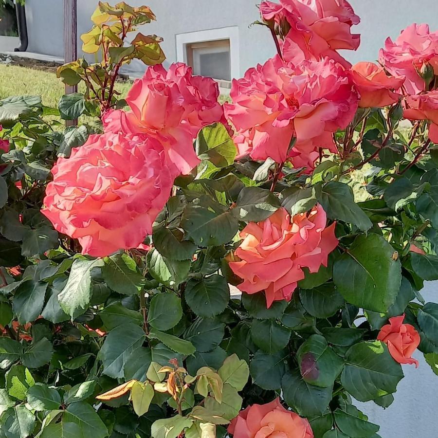 Fruskogorska Idila Apartmani Vrdnik Buitenkant foto